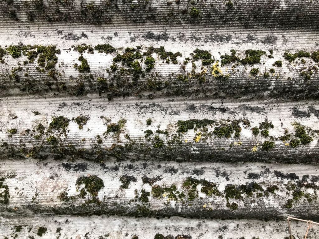 What’s So Bad About Moss?