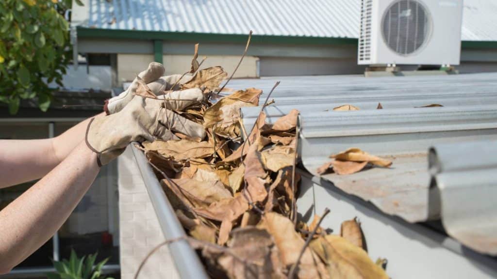Person Grabbing Dry Leaves to Clean Gutter